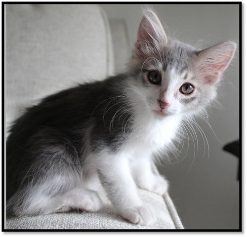 ARCHER, Baby Domestic Short Hair (medium coat), cat for adoption in Buckeye, Arizona