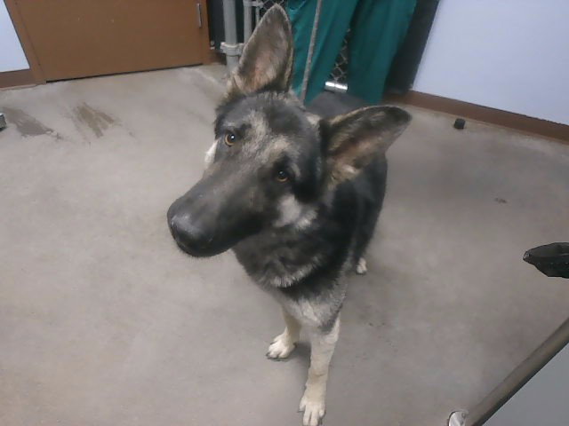 OPIE