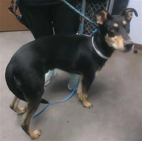 STRINGBEAN, an adoptable Doberman Pinscher in Phoenix, AZ