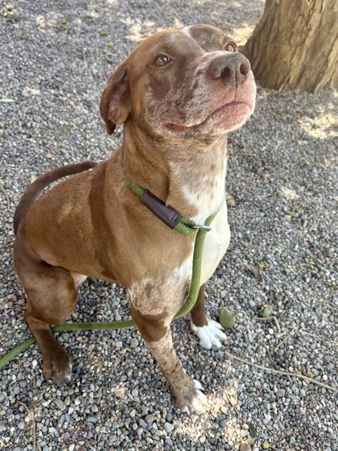 CALLIE, an adoptable Catahoula Leopard Dog in Phoenix, AZ