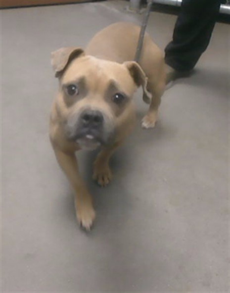 ROXY, an adoptable American Bulldog in Phoenix, AZ