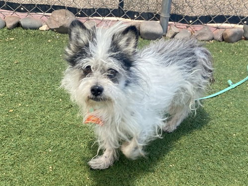 CHULO, an adoptable Cairn Terrier in Phoenix, AZ