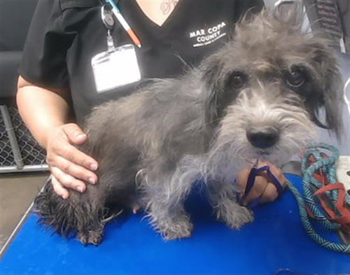 BONNIE, an adoptable Border Terrier in Phoenix, AZ