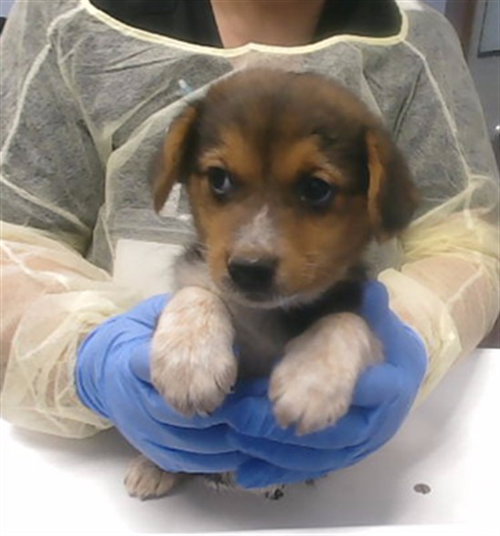 DOT, an adoptable Border Terrier in Phoenix, AZ