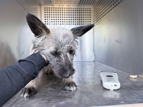 NINA, an adoptable Cairn Terrier in Phoenix, AZ