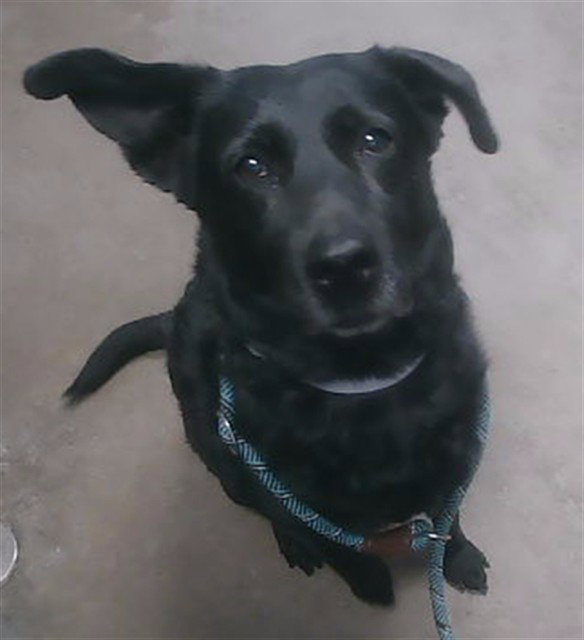 EVIE