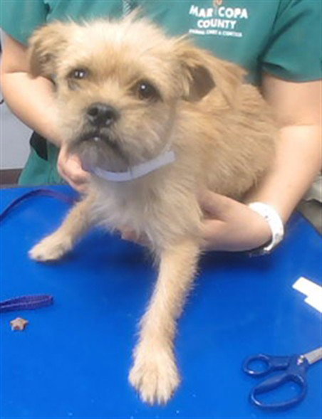 LION OH, an adoptable Cairn Terrier in Phoenix, AZ