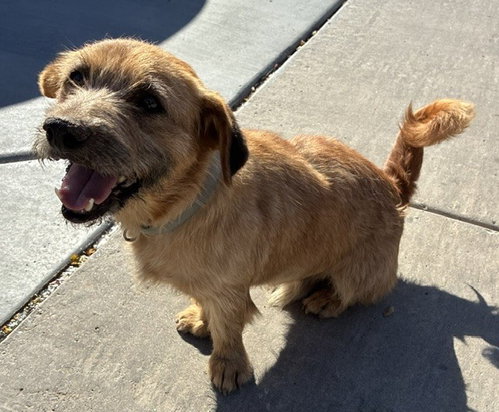 BANJO, an adoptable Border Terrier in Phoenix, AZ