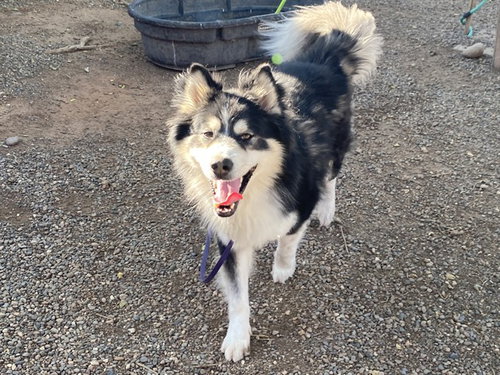 KODIAK