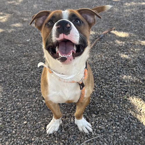 BANJO, an adoptable American Pit Bull Terrier in Phoenix, AZ