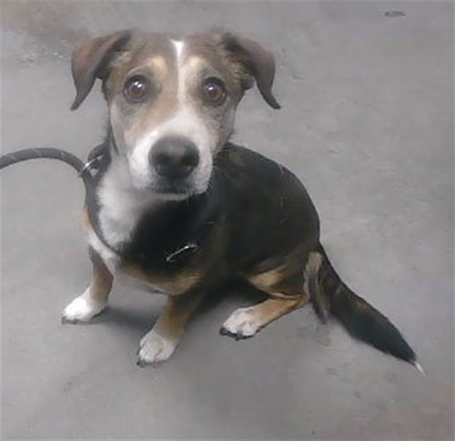 DEXTER