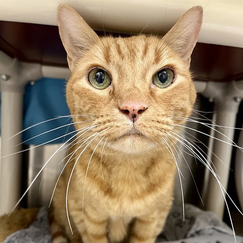 TIGER, Senior American Shorthair (medium coat), cat for adoption in Gilbert, Arizona