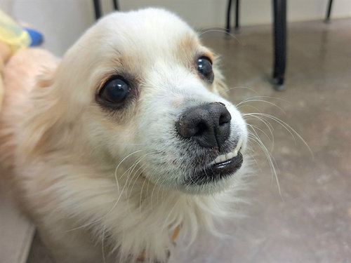 GIZMO