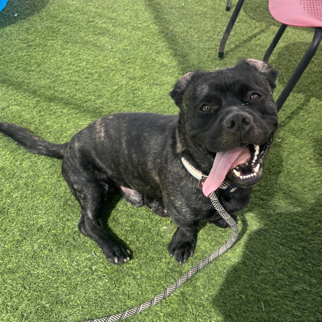 DOUGIE