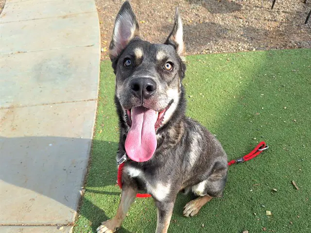 Pip - German Shepherd Dog
