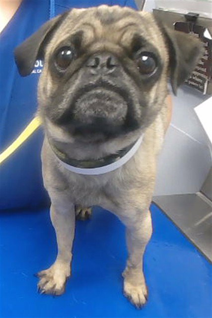 BUGSY