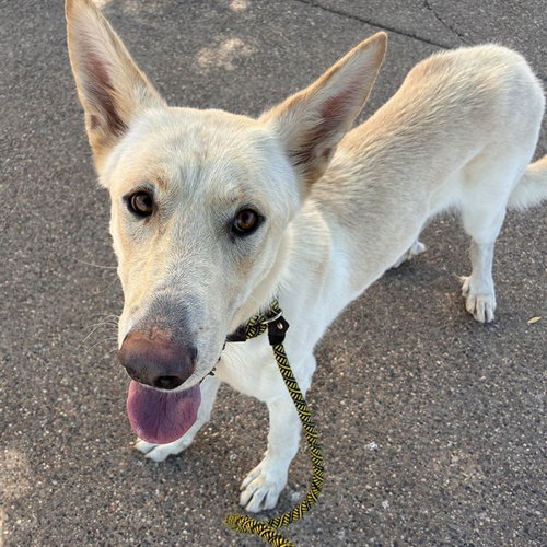 PROMO, an adoptable German Shepherd Dog in Phoenix, AZ