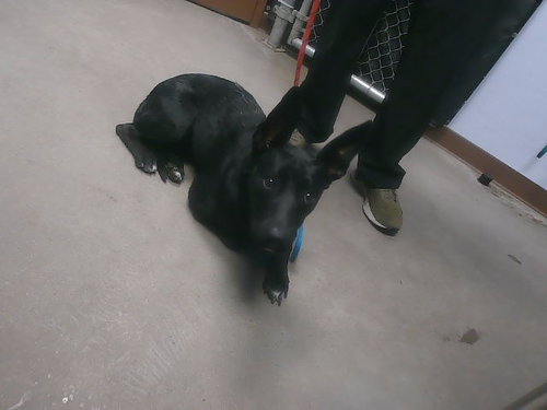 PIPPY