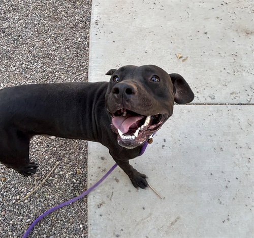 HASSLEHOFF, an adoptable American Pit Bull Terrier in Phoenix, AZ