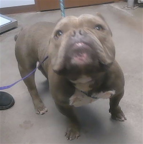 CHICO