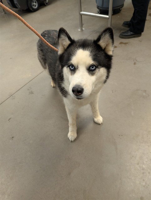 NOVA