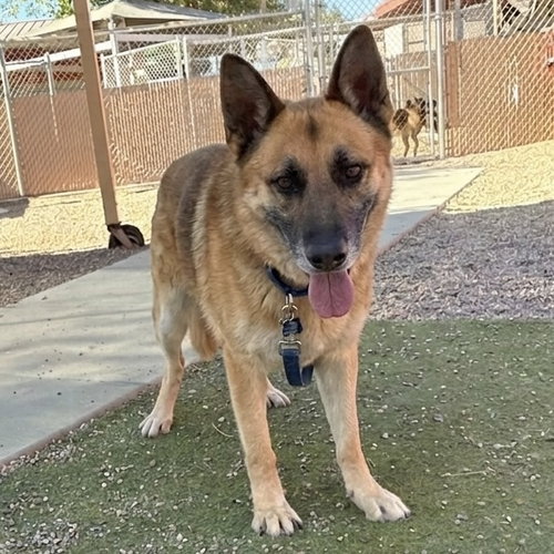 ZEUS, an adoptable German Shepherd Dog in Phoenix, AZ