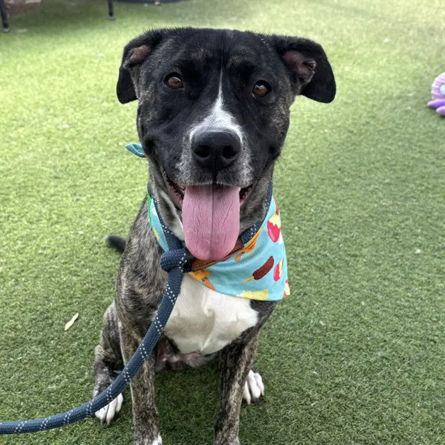 Trinity - American Pit Bull Terrier