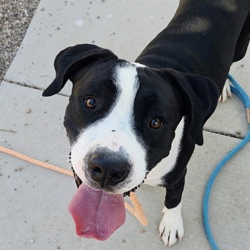 BROM, an adoptable American Pit Bull Terrier in Phoenix, AZ