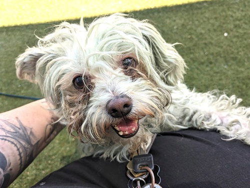 CLOVER, an adoptable Poodle in Phoenix, AZ