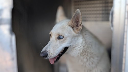 HIBISCUS, an adoptable Siberian Husky in Phoenix, AZ