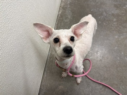 NUGGET, an adoptable Poodle in Phoenix, AZ