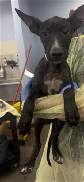 HULK, an adoptable American Pit Bull Terrier in Phoenix, AZ