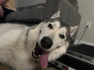 MALAKAI, an adoptable Alaskan Malamute in Phoenix, AZ