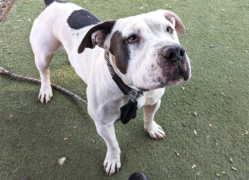 WAFFLES, an adoptable American Pit Bull Terrier in Phoenix, AZ