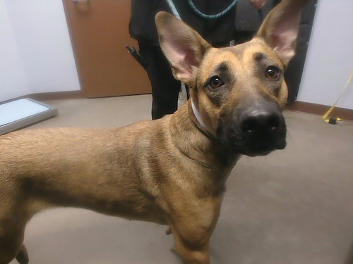 Dixie