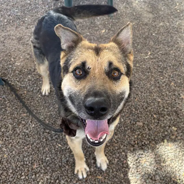 Sailor - German Shepherd Dog