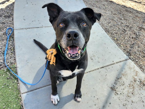 picture of the dog needing adoption