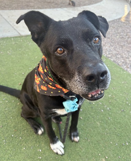 MUSTANG, a dog for adoption from Maricopa County Animal Care & Control - West Valley Animal Care Center