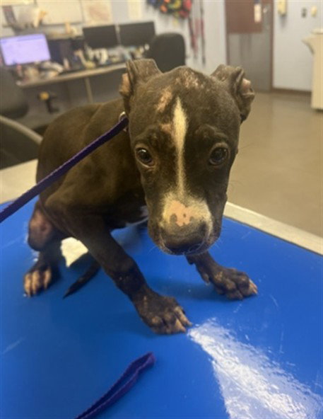 ICEMAN, an adoptable American Pit Bull Terrier in Phoenix, AZ