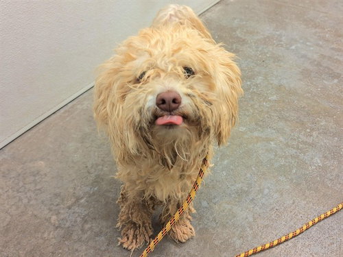 MARBLES, an adoptable Maltese in Phoenix, AZ