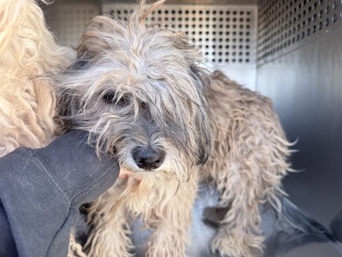 SUNDAE, an adoptable Maltese in Phoenix, AZ