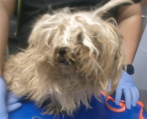 RICE, an adoptable Maltese in Phoenix, AZ