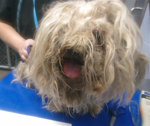 PINTO BEAN, an adoptable Maltese in Phoenix, AZ