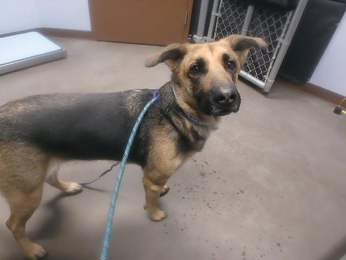 HOLIDAY, an adoptable German Shepherd Dog in Phoenix, AZ
