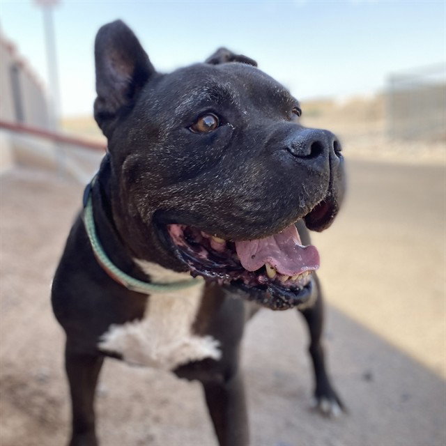 REX