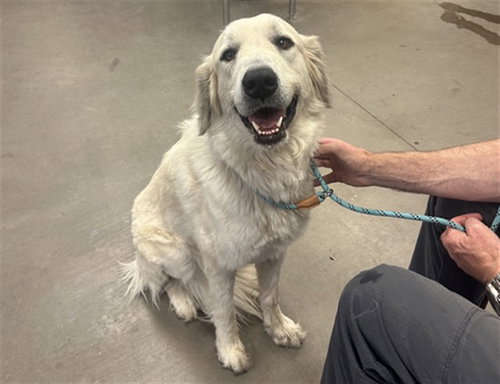 GRACE, an adoptable Great Pyrenees in Phoenix, AZ