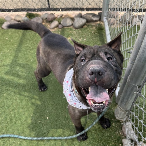 picture of the dog needing adoption