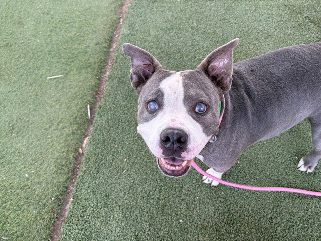 GERTIE