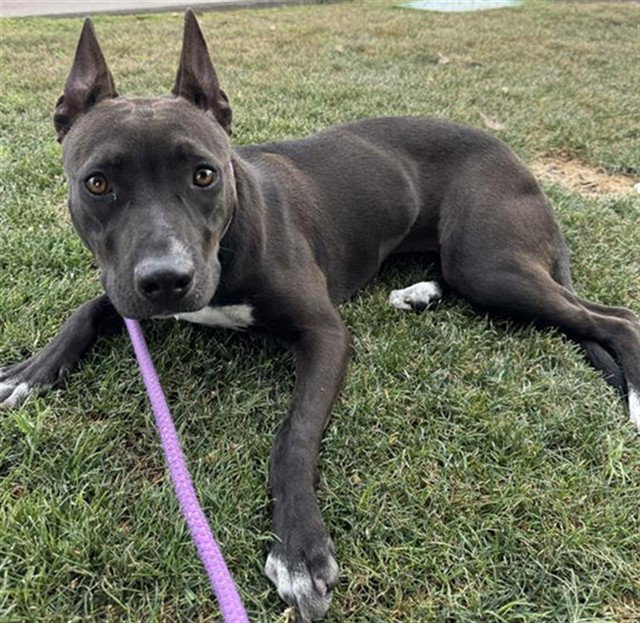 DELILAH