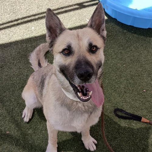 picture of the dog needing adoption